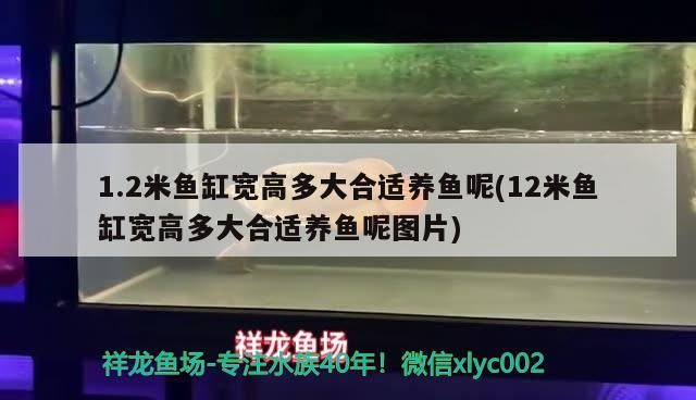1.2米魚缸寬高多大合適養魚呢(12米魚缸寬高多大合適養魚呢圖片)