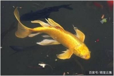 40魚缸尺寸：40魚缸尺寸的選擇技巧