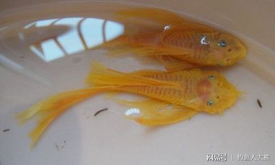 40魚缸尺寸：40魚缸尺寸的選擇技巧