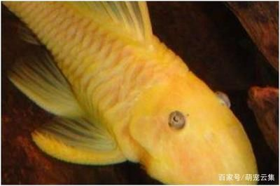 40魚缸尺寸：40魚缸尺寸的選擇技巧