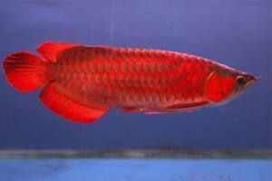 紅龍魚拍賣最高價：中國最貴紅龍魚拍賣價格達7000萬元人民幣成最貴觀賞魚