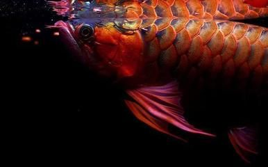 紅龍魚拍賣最高價：中國最貴紅龍魚拍賣價格達7000萬元人民幣成最貴觀賞魚