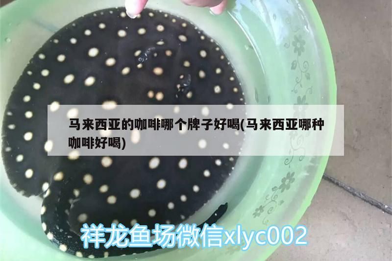 馬來西亞的咖啡哪個(gè)牌子好喝(馬來西亞哪種咖啡好喝)