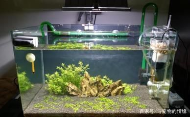 龍魚的魚缸用多少瓦的加熱棒，如何選擇龍魚魚缸的加熱棒