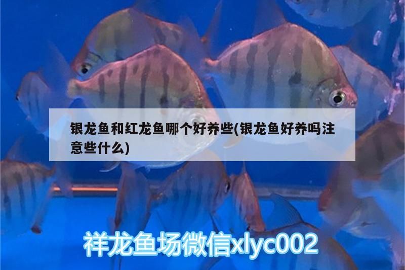 銀龍魚和紅龍魚哪個好養些(銀龍魚好養嗎注意些什么)
