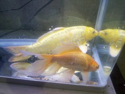 金龍魚,銀龍魚,紅龍魚能混養(yǎng)嗎：金龍魚、銀龍魚可以混養(yǎng)在魚缸中，但需要注意一些細(xì)節(jié)
