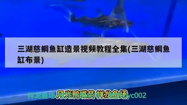 三湖慈鯛魚缸造景視頻教程全集(三湖慈鯛魚缸布景) 三湖慈鯛魚缸造景視頻教程全集(三湖慈鯛魚缸布景) 黃金貓魚百科
