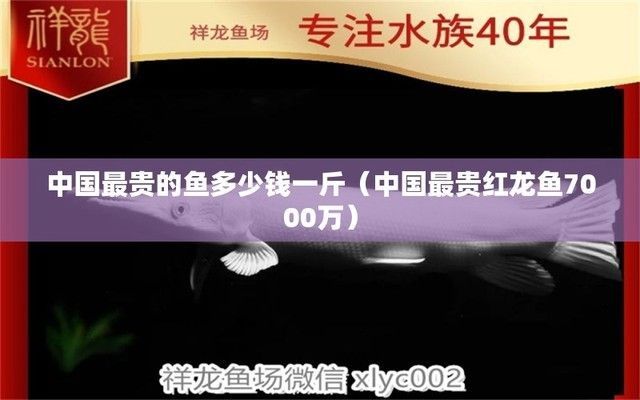 中國最貴的紅龍魚多少錢：中國最貴的紅龍魚價(jià)格可達(dá)7000萬元一條