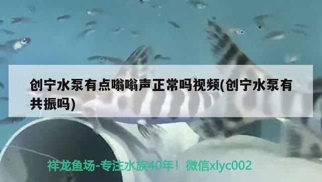 創(chuàng)寧水泵有點(diǎn)嗡嗡聲正常嗎視頻(創(chuàng)寧水泵有共振嗎)