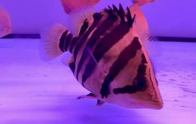 虎魚身上有白色肉芽狀：虎魚身上出現白色肉芽狀怎么辦