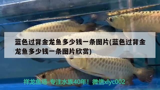 藍色過背金龍魚多少錢一條圖片(藍色過背金龍魚多少錢一條圖片欣賞)
