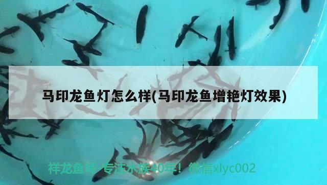 馬印龍魚燈怎么樣(馬印龍魚增艷燈效果)