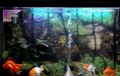 5條金魚需要多大魚缸：養5條金魚至少需要一個13升水的魚缸