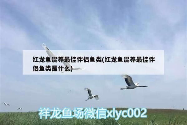 紅龍魚(yú)可以和什么魚(yú)混養(yǎng)一起養(yǎng)魚(yú)：紅龍魚(yú)可以與多種魚(yú)類(lèi)混養(yǎng)