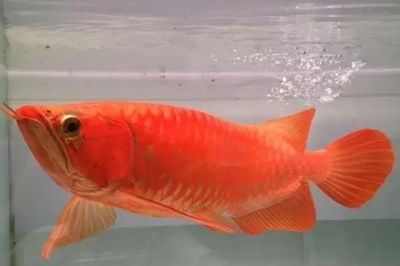 冬天紅龍魚水溫多少合適養魚：冬天養紅龍魚的理想水溫應維持在26-28°c（79-82°f）