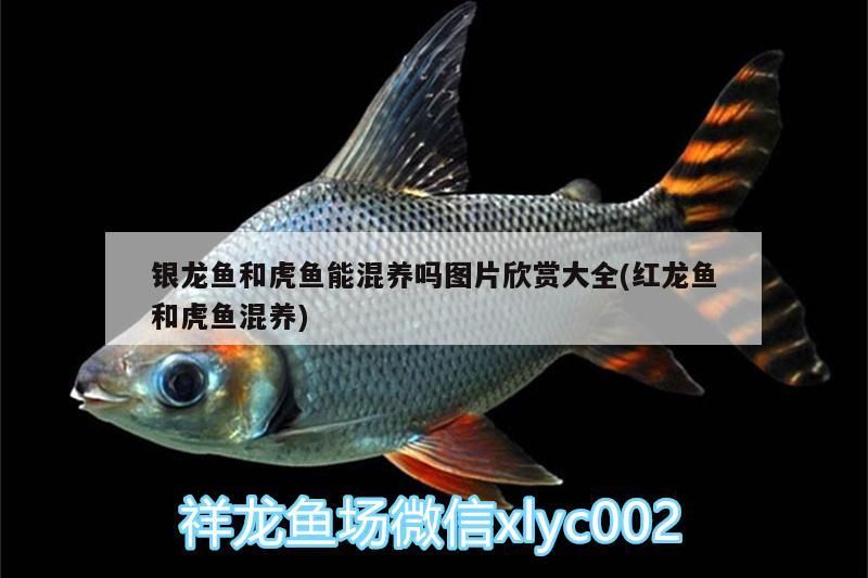 銀龍魚和虎魚能混養嗎圖片欣賞大全(紅龍魚和虎魚混養)