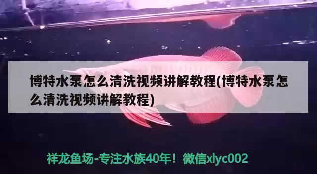 龍魚干蝦有營養嗎 博特水泵怎么清洗視頻講解教程(博特水泵怎么清洗視頻講解教程) 博特水族 博特水泵怎么清洗視頻講解教程(博特水泵怎么清洗視頻講解教程) 博特水泵怎么清洗視頻講解教程(博特水泵怎么清洗視頻講解教程) 博特水族