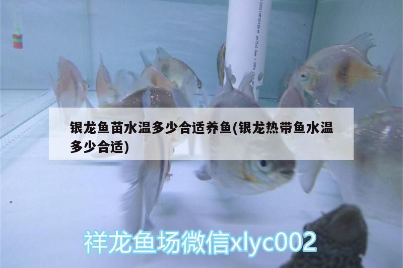 銀龍魚苗水溫多少合適養魚(銀龍熱帶魚水溫多少合適)