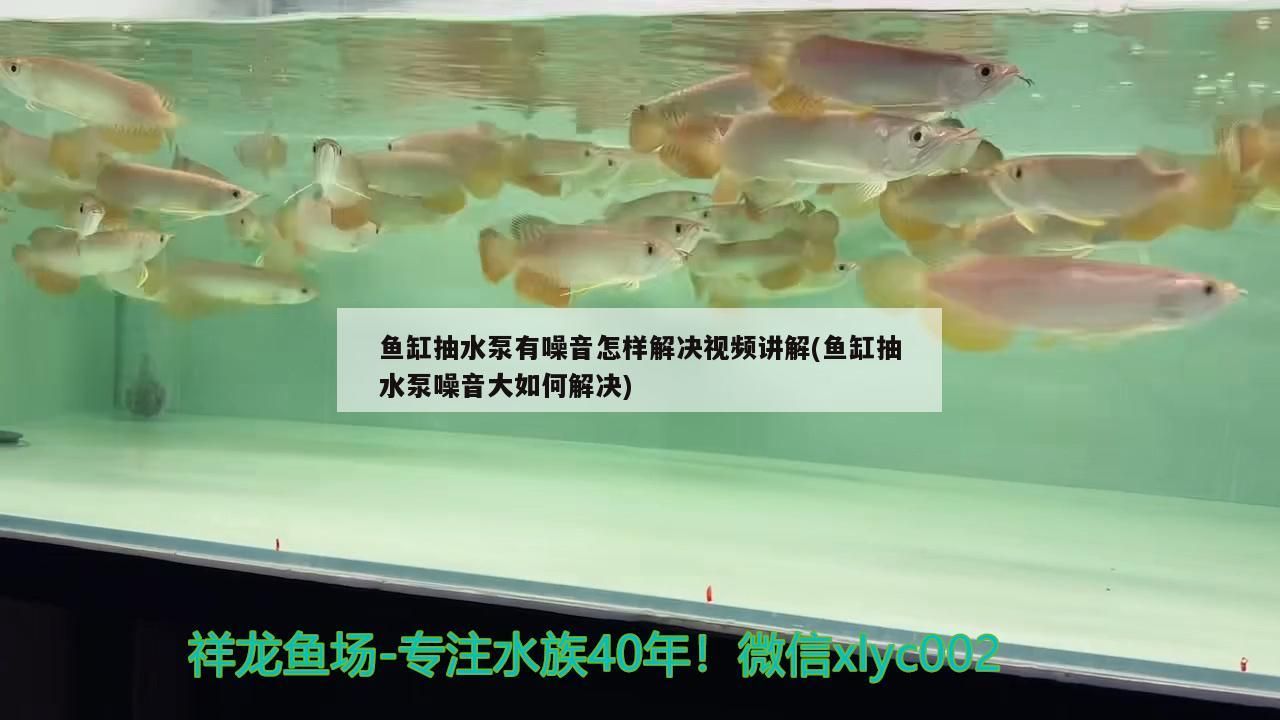 魚缸抽水泵有噪音怎樣解決視頻講解(魚缸抽水泵噪音大如何解決)