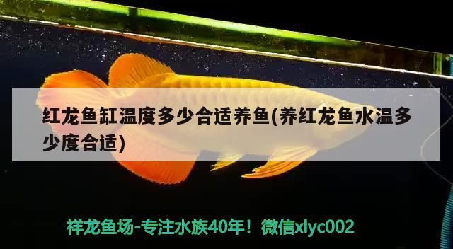 紅龍魚缸溫度多少合適養魚(養紅龍魚水溫多少度合適)