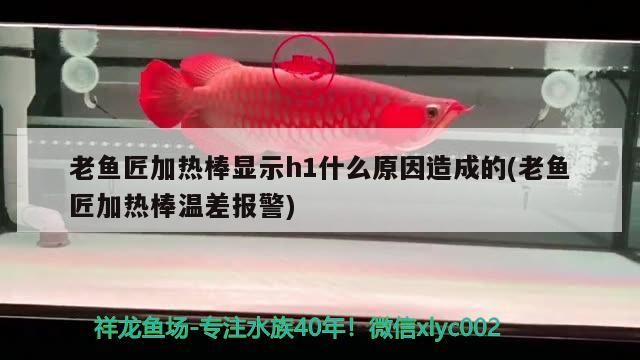 老魚匠加熱棒顯示h1什么原因造成的(老魚匠加熱棒溫差報警) 老魚匠加熱棒顯示h1什么原因造成的(老魚匠加熱棒溫差報警) 老魚匠