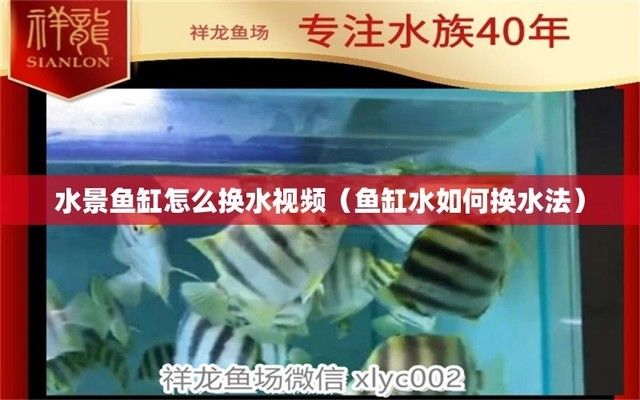 紅龍魚怎么看品相好壞圖解(怎樣看紅龍魚的品相)