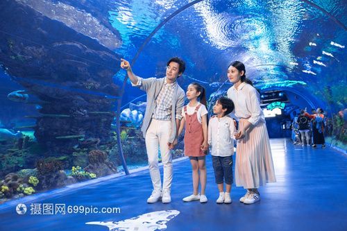 水族館場(chǎng)景：水族館場(chǎng)景素材的獲取途徑，