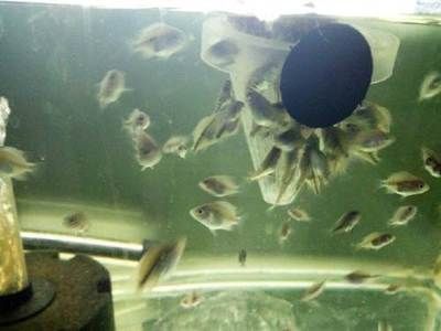 觀賞魚羅漢繁殖技術(shù)（羅漢魚的繁殖技術(shù)）