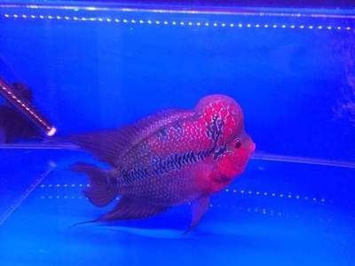 觀賞魚羅漢繁殖技術(shù)（羅漢魚的繁殖技術(shù)）