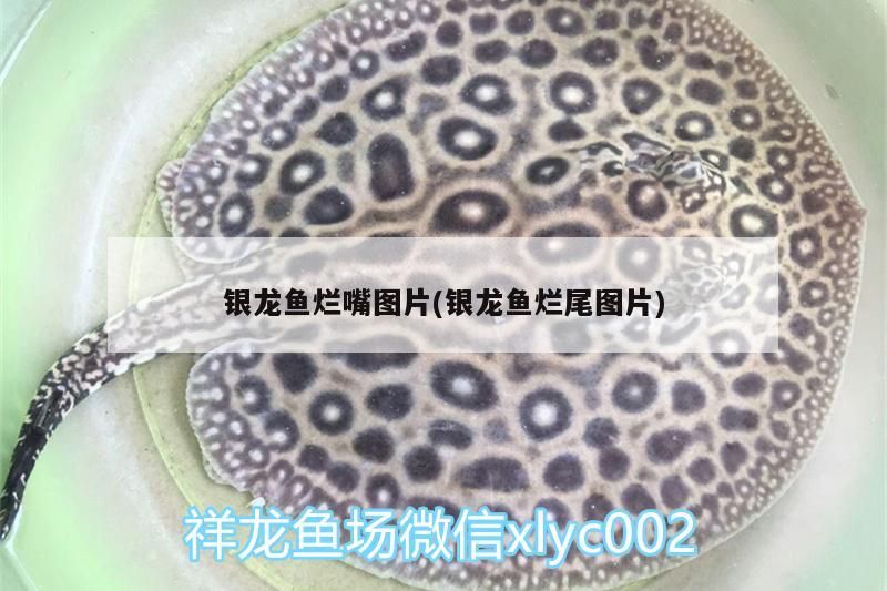 銀龍魚爛嘴圖片(銀龍魚爛尾圖片)