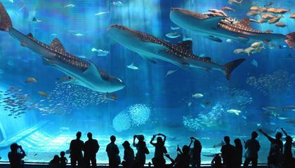 水族館現在行情怎么樣了（水族館市場增長驅動力探究水族館行業市場競爭現狀）