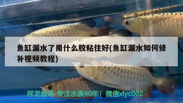 魚缸漏水了用什么膠粘住好(魚缸漏水如何修補視頻教程)