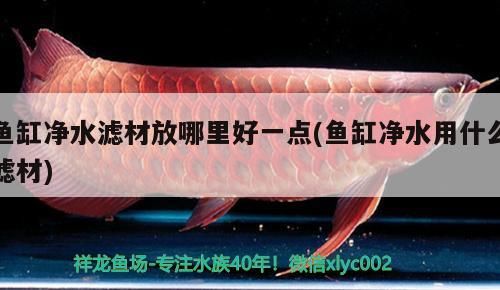 魚(yú)缸凈水濾材放哪里好一點(diǎn)(魚(yú)缸凈水用什么濾材)