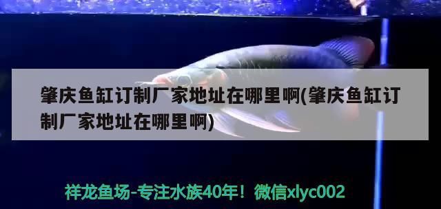 肇慶魚缸訂制廠家地址在哪里啊(肇慶魚缸訂制廠家地址在哪里啊)