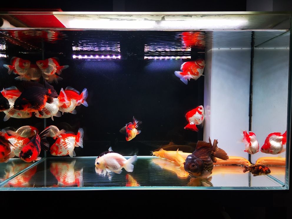 冬季入新魚