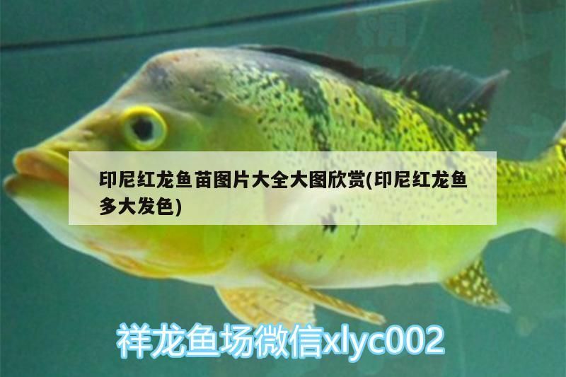 印尼紅龍魚苗圖片大全大圖欣賞(印尼紅龍魚多大發(fā)色)