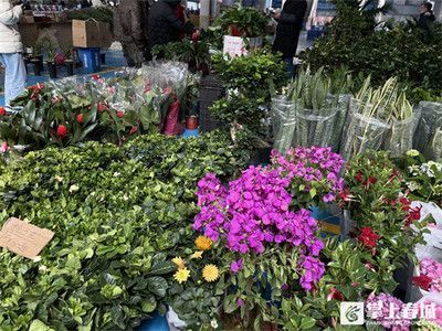 花卉市場批發玫瑰花價（玫瑰花價格因多種因素而異）