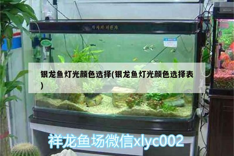 銀龍魚燈光顏色選擇(銀龍魚燈光顏色選擇表)