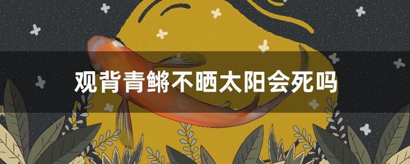 觀背青鳉不曬太陽會死嗎