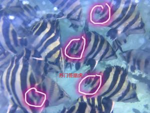 博特水泵接口怎么拆下來：博特水泵接口怎么拆卸博特水泵接口技巧和注意事項