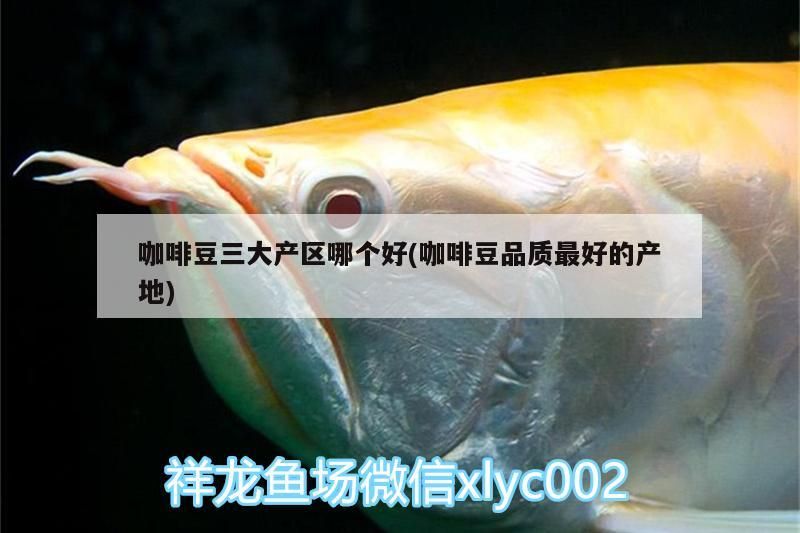 咖啡豆三大產區哪個好(咖啡豆品質最好的產地)
