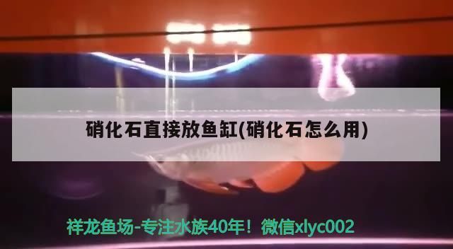 硝化石直接放魚缸(硝化石怎么用)