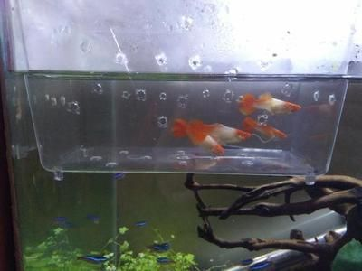 龍魚的飼養(yǎng)方法和注意事項(xiàng)，珍珠龍魚的飼養(yǎng)方法