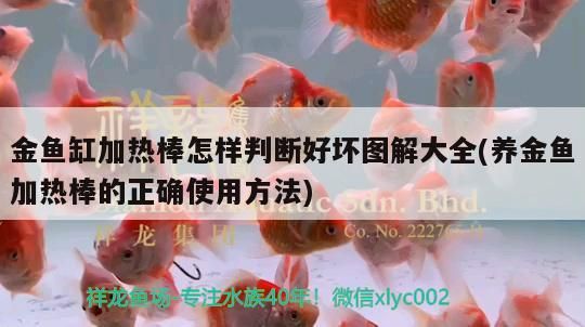 金魚缸加熱棒怎樣判斷好壞圖解大全(養金魚加熱棒的正確使用方法)
