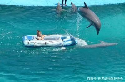 水族館利潤怎么樣啊多少錢：開一家水族館的利潤空間大嗎？ 水族館利潤怎么樣啊多少錢：開一家水族館的利潤空間大嗎？ 水族館百科（水族館加盟） 第5張
