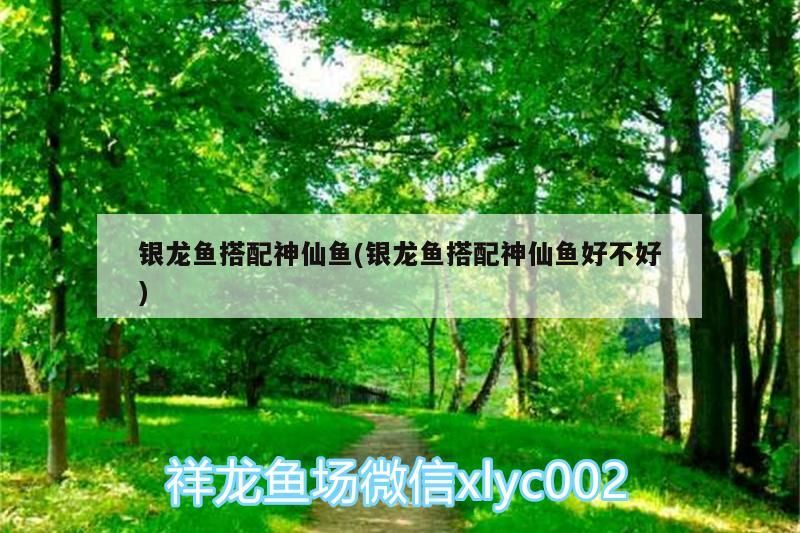 給大魚缸換水的作文:體驗給大魚缸換水的樂趣:體驗給大魚缸換水:給大魚缸換水的作文 銀龍魚搭配神仙魚(銀龍魚搭配神仙魚好不好) 銀龍魚百科 銀龍魚搭配神仙魚(銀龍魚搭配神仙魚好不好) 銀龍魚搭配神仙魚(銀龍魚搭配神仙魚好不好) 銀龍魚百科