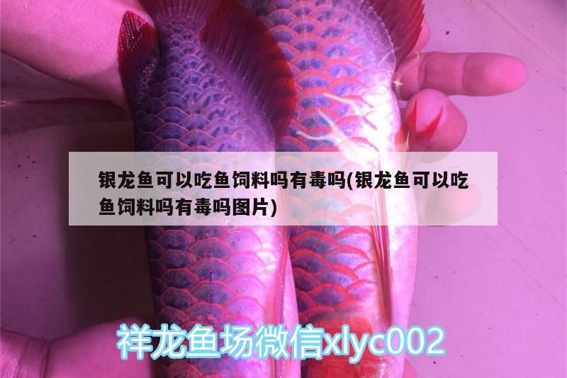 金龍魚 銀龍魚可以吃魚飼料嗎有毒嗎(銀龍魚可以吃魚飼料嗎有毒嗎圖片) 銀龍魚百科 銀龍魚可以吃魚飼料嗎有毒嗎(銀龍魚可以吃魚飼料嗎有毒嗎圖片) 銀龍魚可以吃魚飼料嗎有毒嗎(銀龍魚可以吃魚飼料嗎有毒嗎圖片) 銀龍魚百科