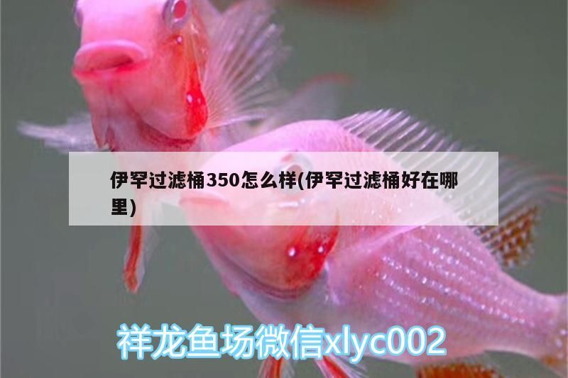 伊罕過濾桶350怎么樣(伊罕過濾桶好在哪里)