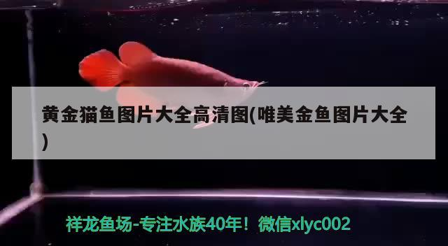 黃金貓魚圖片大全高清圖(唯美金魚圖片大全) 黃金貓魚圖片大全高清圖(唯美金魚圖片大全) 黃金貓魚百科
