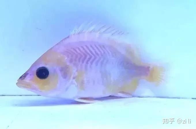 虎魚身上白了一塊是什么：虎魚身上出現白色斑塊是什么原因引起的虎魚身上白了一塊是什么